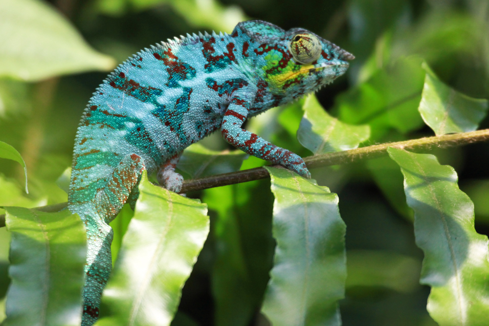 Chameleon Foto & Bild | tiere, zoo, wildpark & falknerei, natur Bilder ...