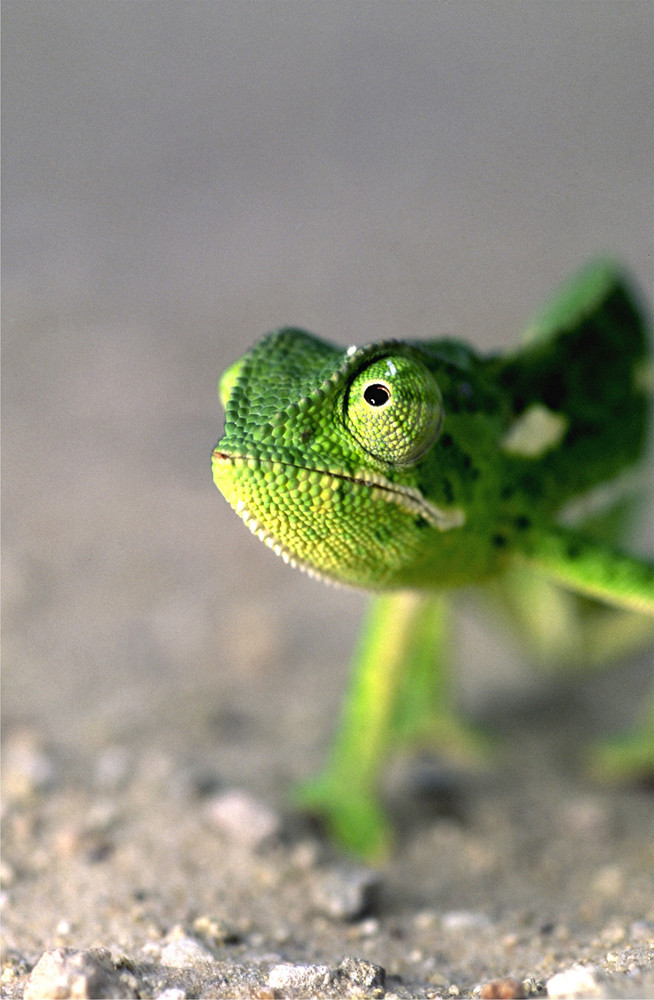 chameleon