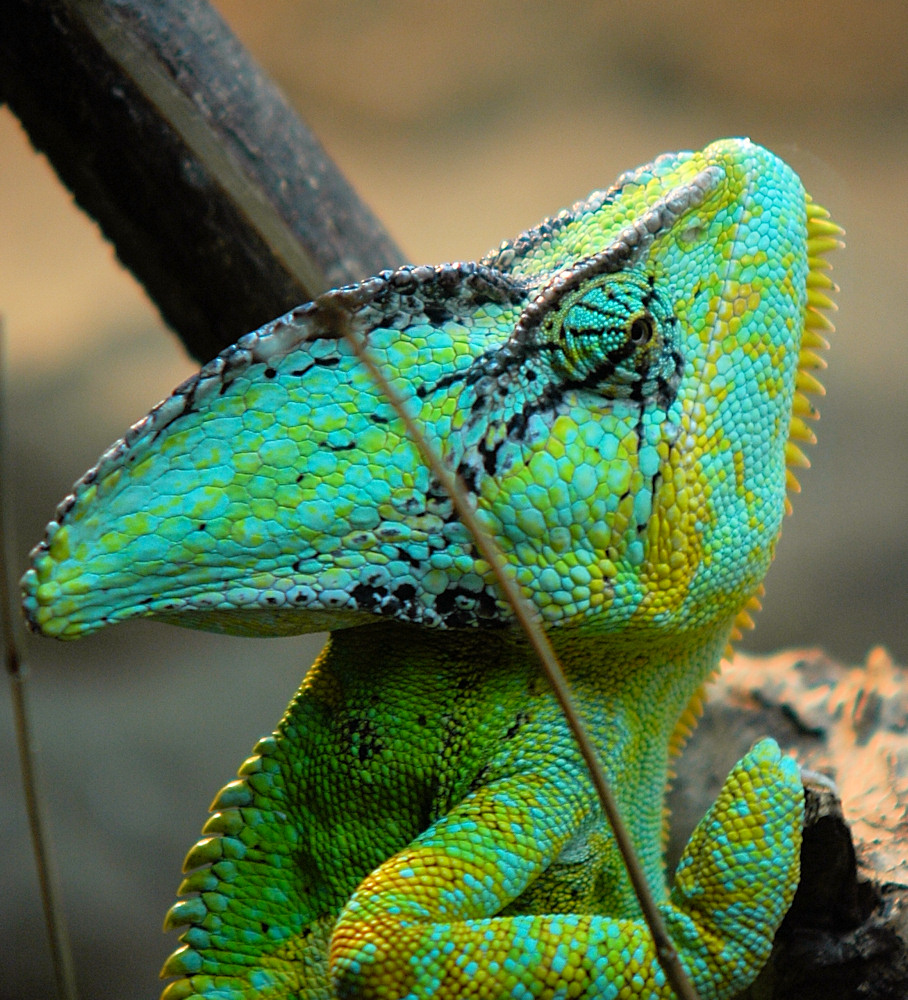 chameleon