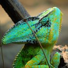 chameleon