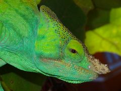 Chameleon