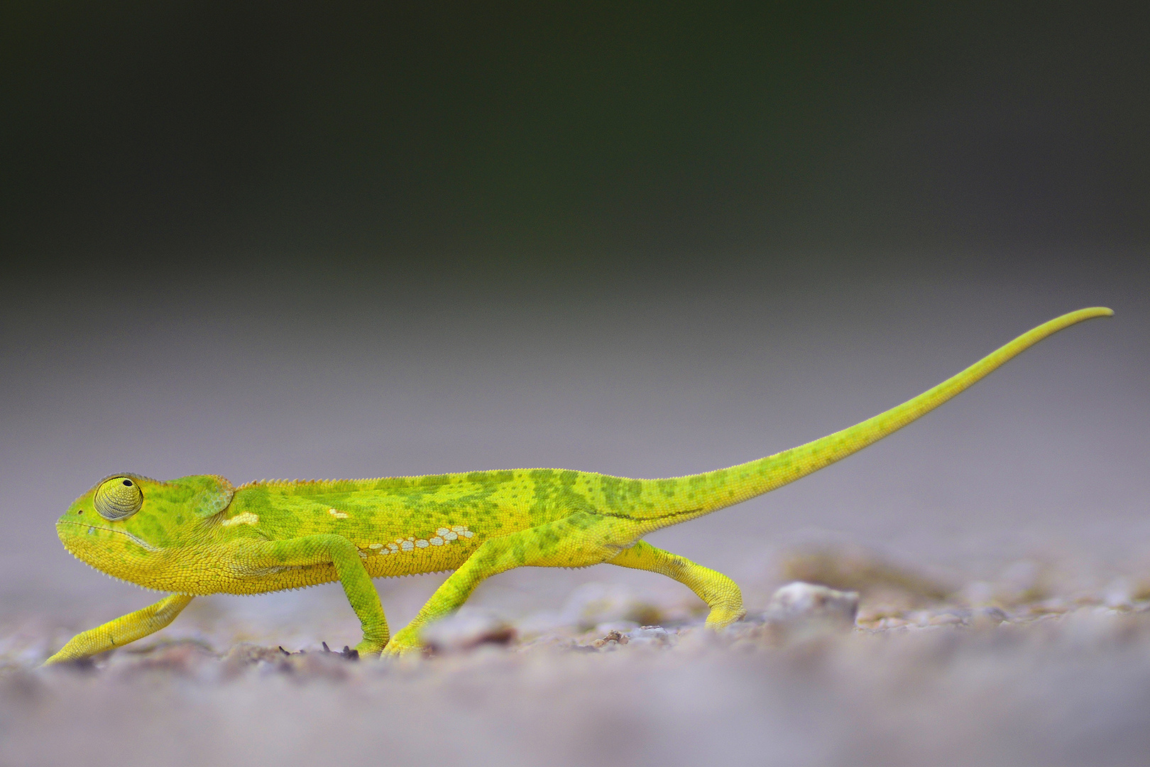 Chameleon Foto & Bild animals, wildlife, amphibians & reptiles Bilder