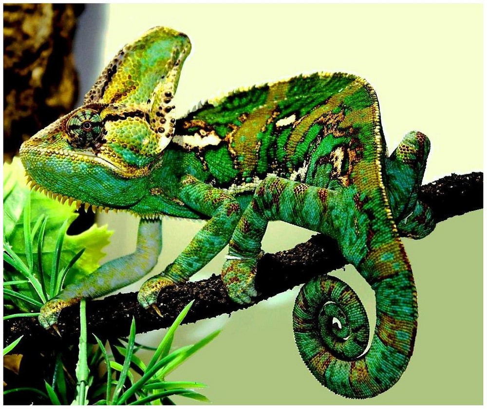 Chameleon