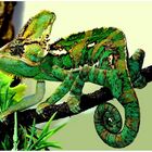 Chameleon