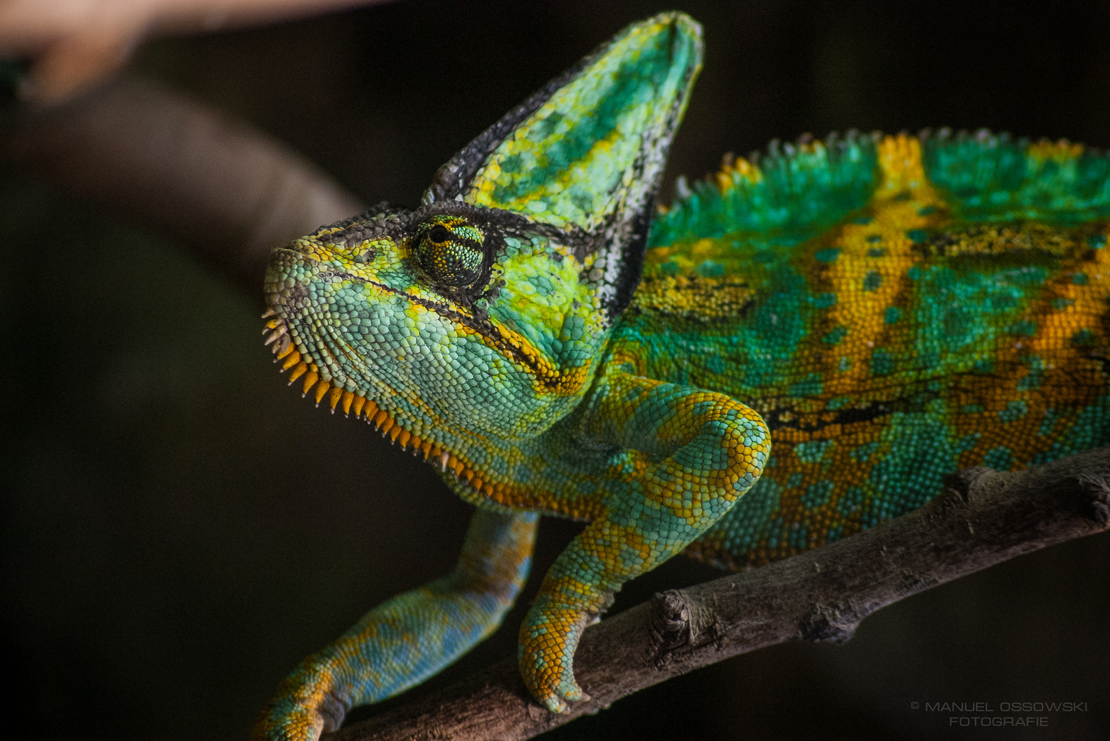 Chameleon