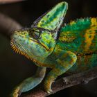 Chameleon