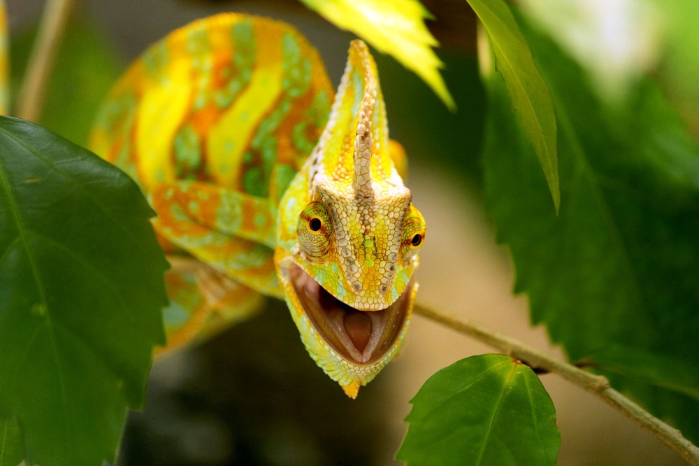 Chameleon