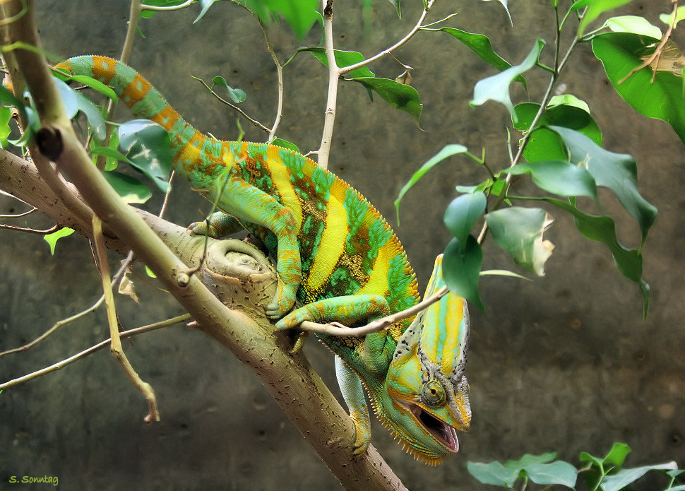 Chameleon