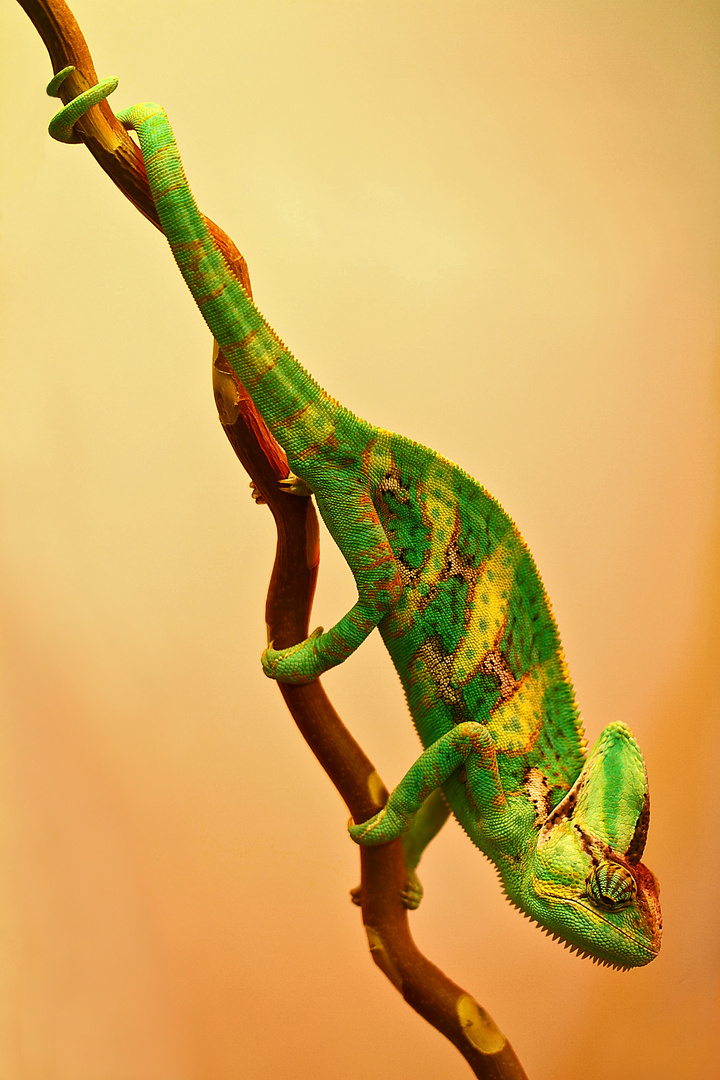 Chameleon