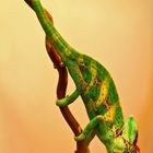 Chameleon