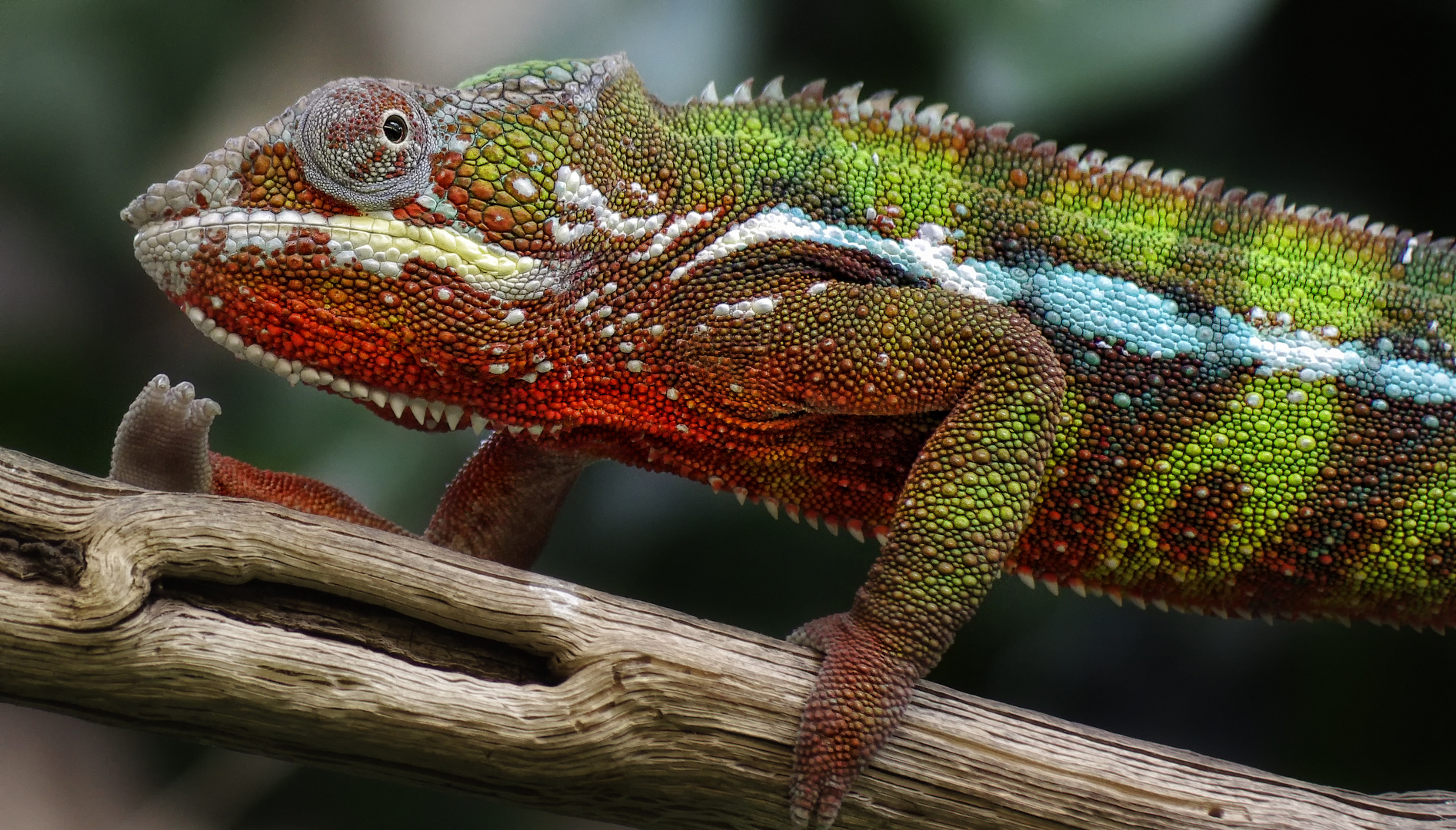 Chameleon