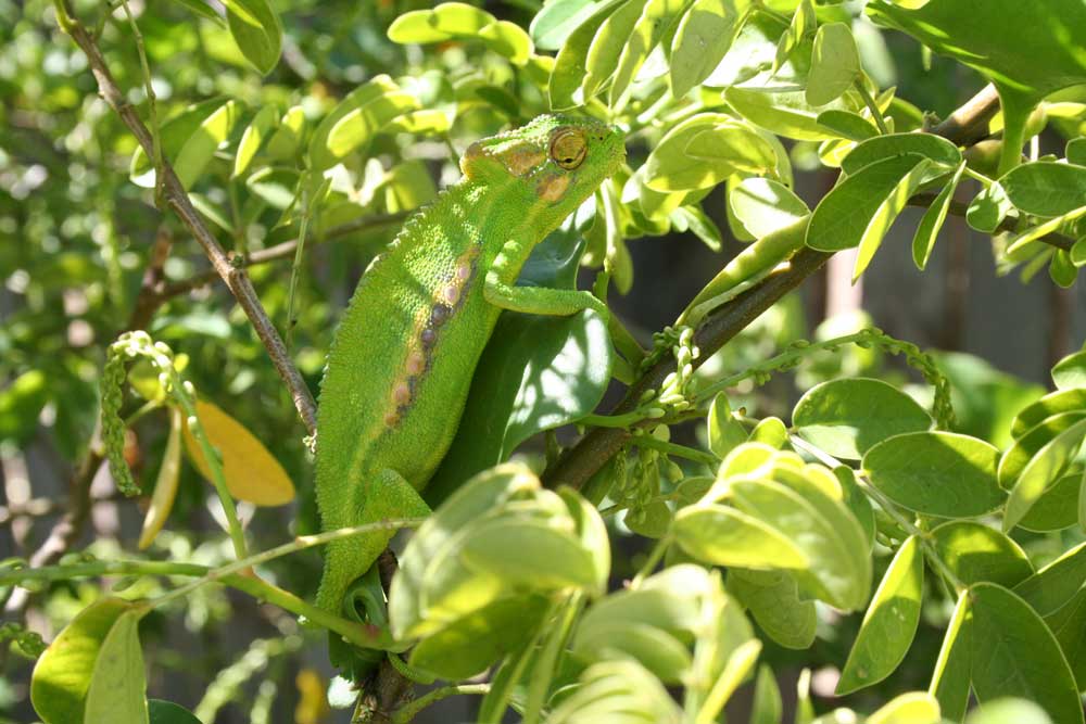 Chameleon aus Kapstadt - Südafrika