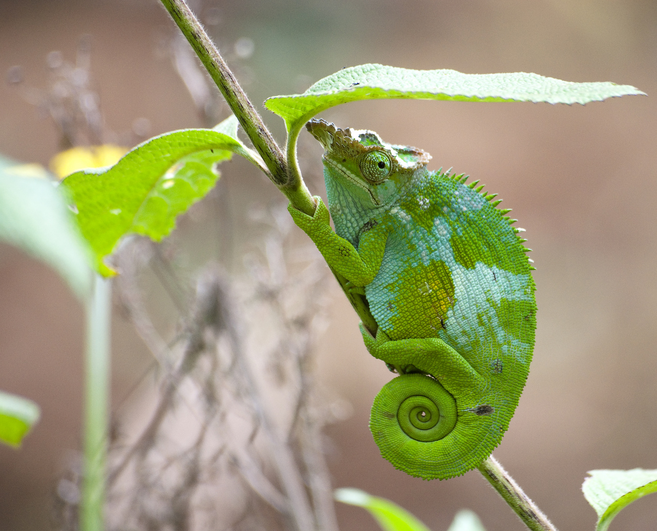 Chameleon