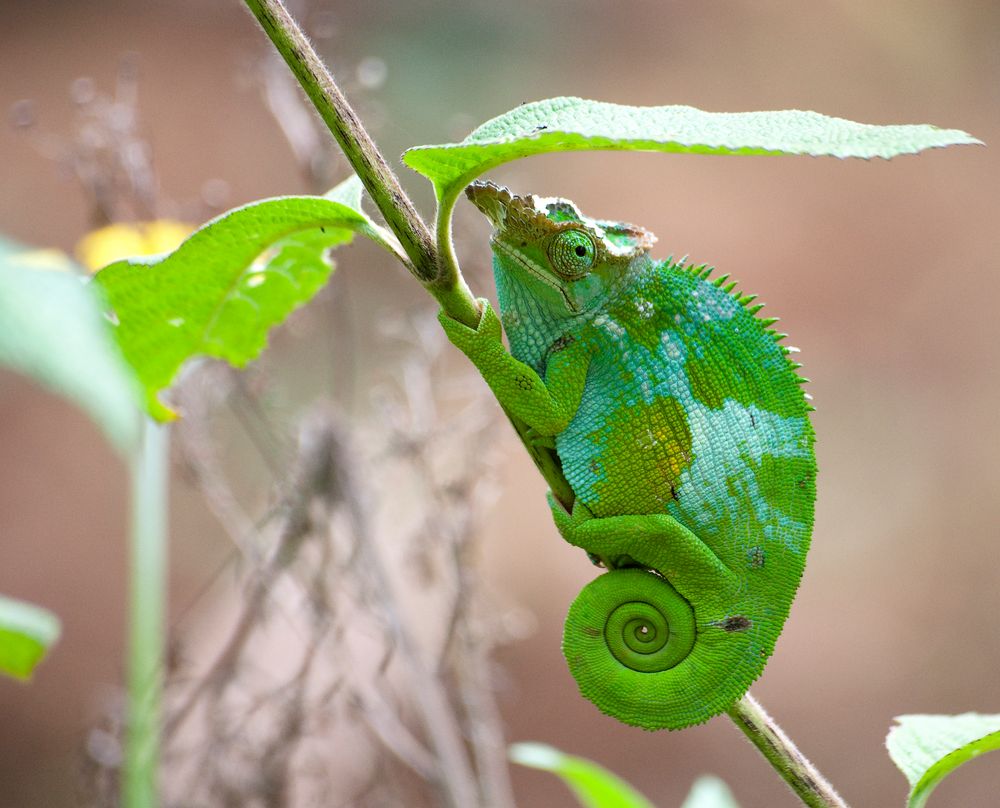 Chameleon