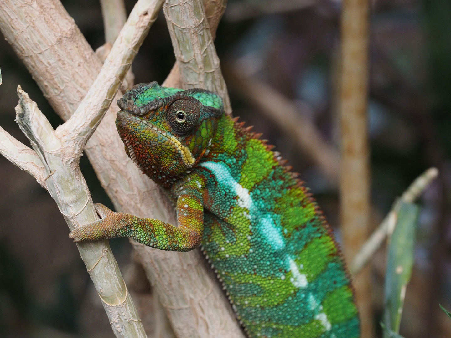 Chameleon