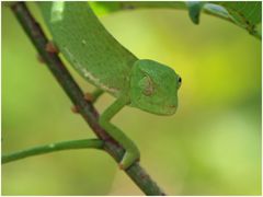 Chameleon / Chamäleon