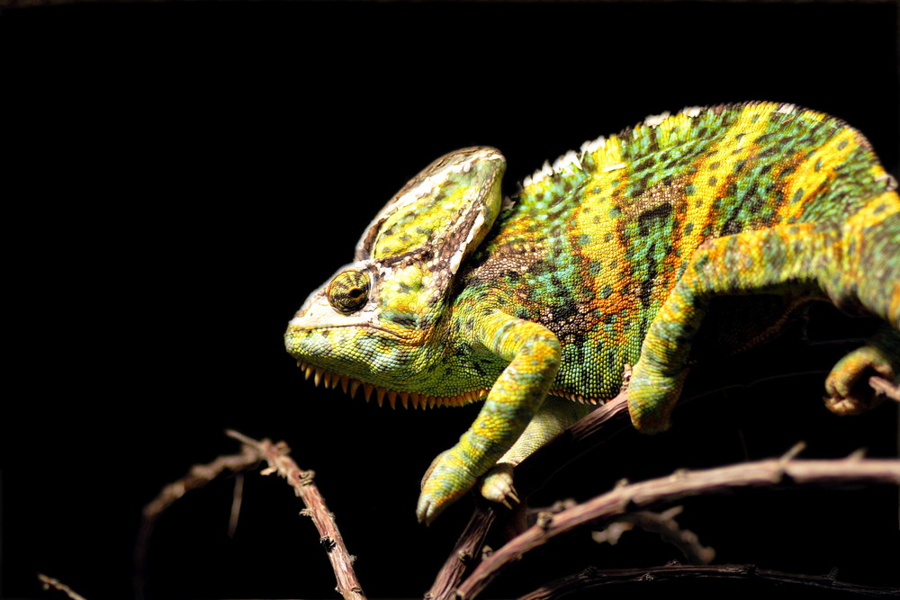 Chameleon