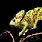 Chameleon