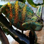 Chameleon