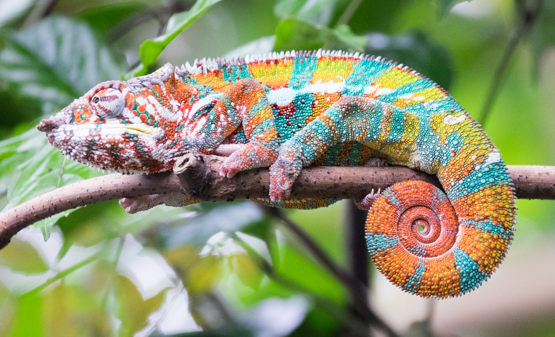 Chameleon