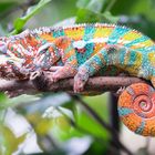 Chameleon