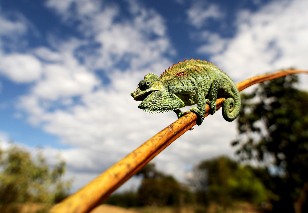 Chameleon