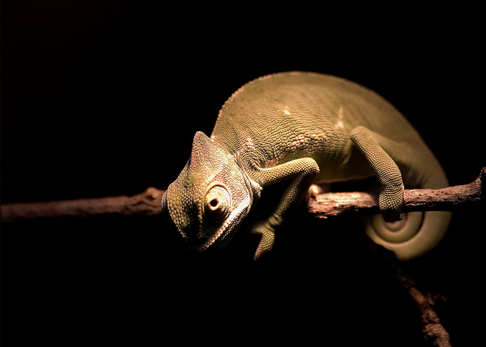 Chameleon - erste Kletterversuche