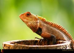 Chameleon From Silent Valley