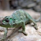Chameleon grade grün in Afrika