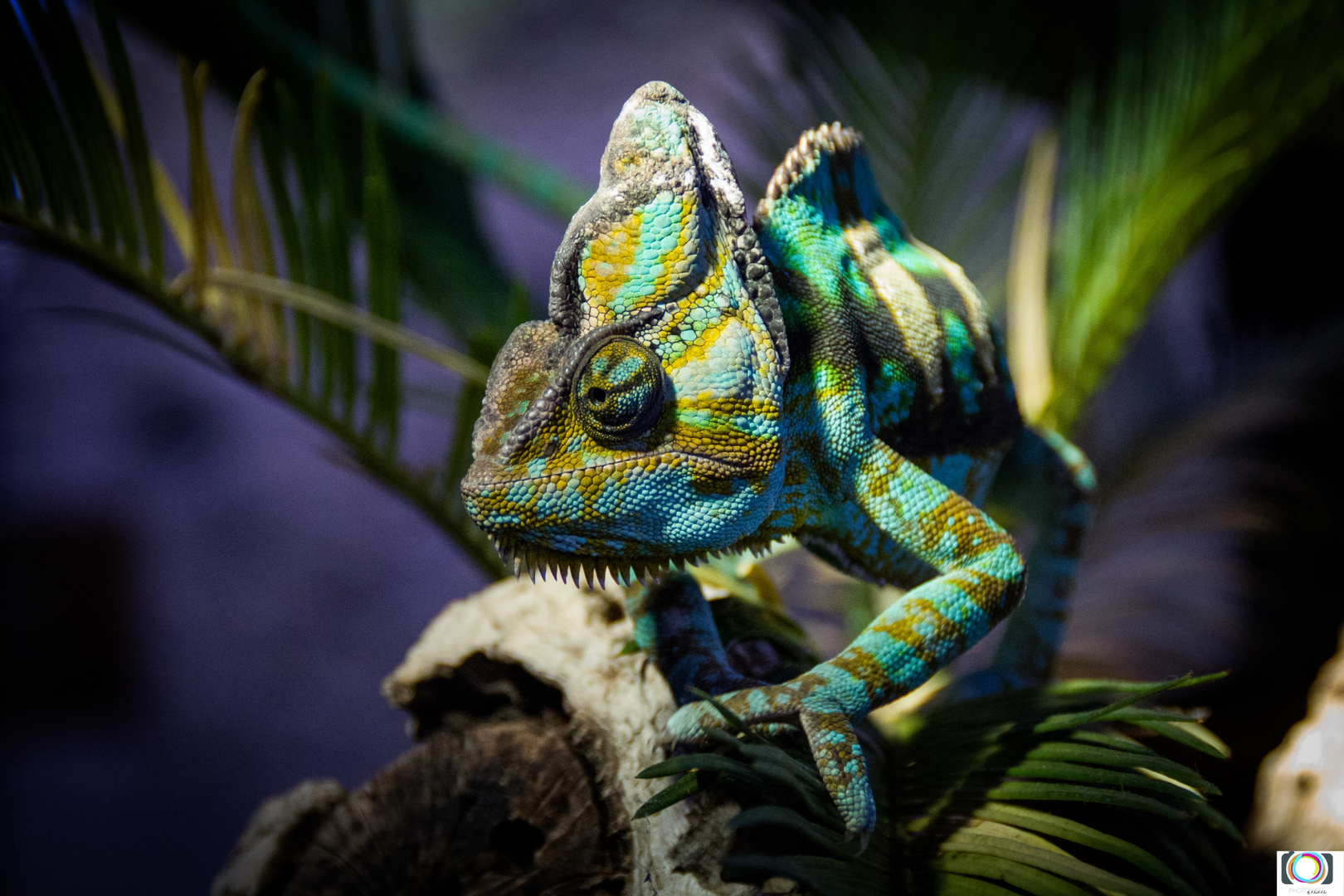 Chameleon II Foto & Bild | tiere, zoo, wildpark & falknerei, amphibien ...