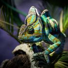 Chameleon II