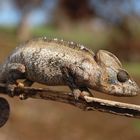 Chameleon im Busch - Madagaskar