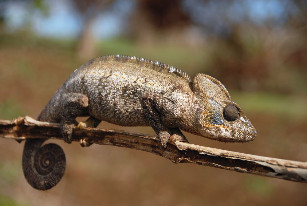 Chameleon im Busch - Madagaskar