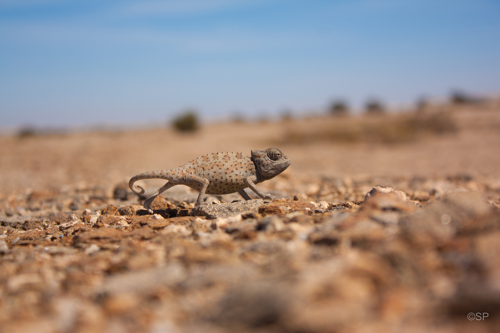 Chameleon im Dorob Nationalpark in Namibia