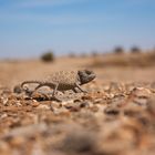 Chameleon im Dorob Nationalpark in Namibia