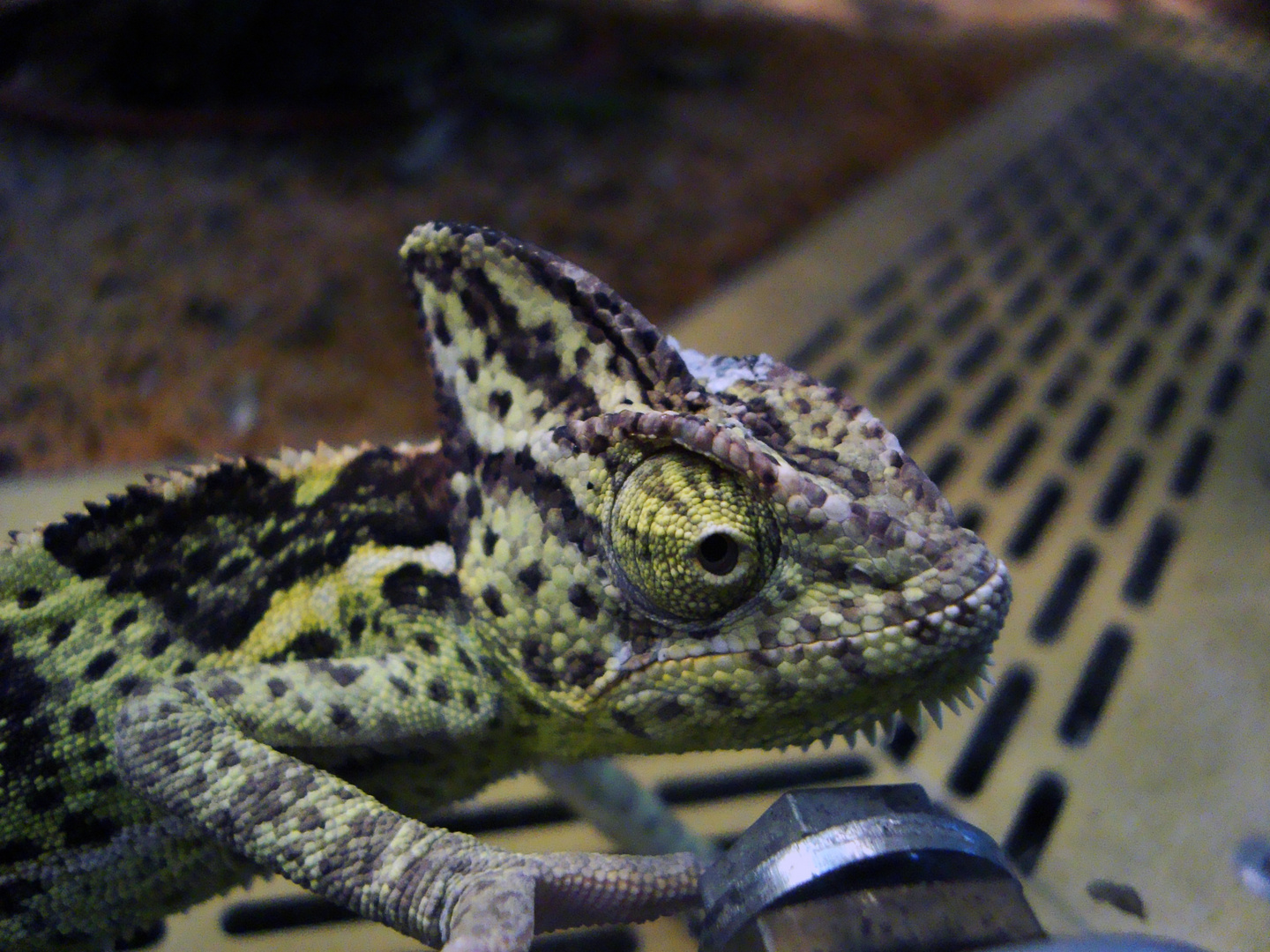 Chameleon im Landesmuseum Hannover