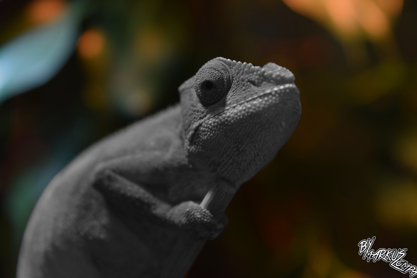 Chameleon in B&W