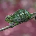 Chameleon in Rainforrest