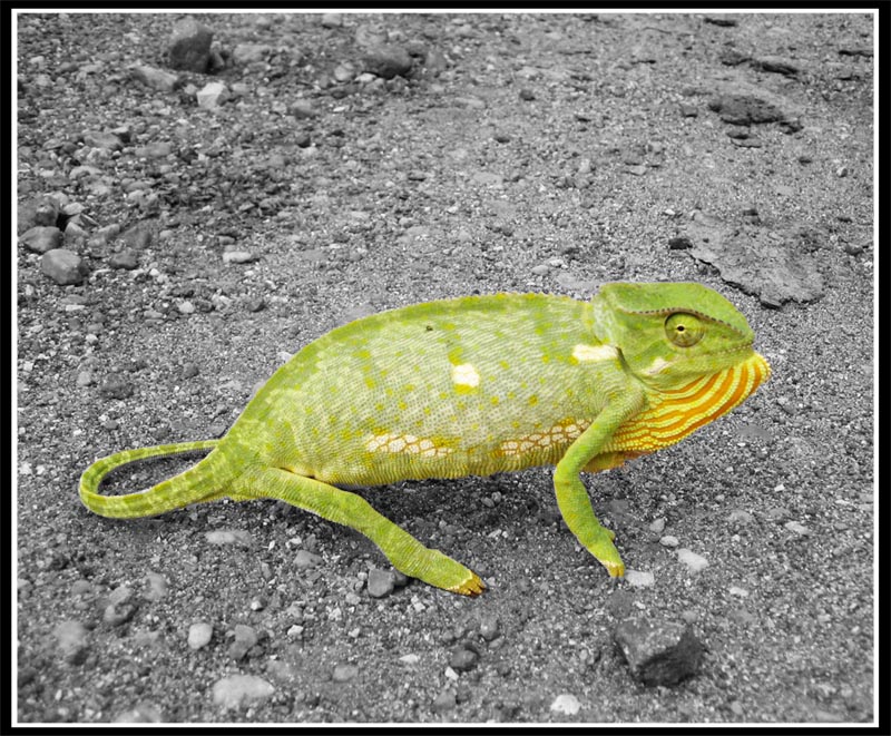 Chameleon in Südafrika