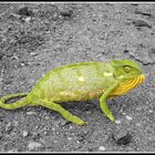 Chameleon in Südafrika