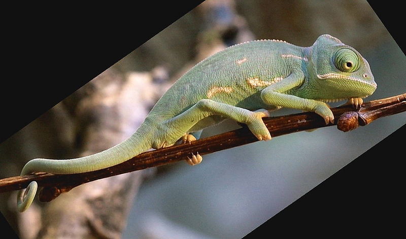 Chameleon ist kleiner als die afrikanische Heuschrecke