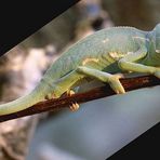 Chameleon ist kleiner als die afrikanische Heuschrecke