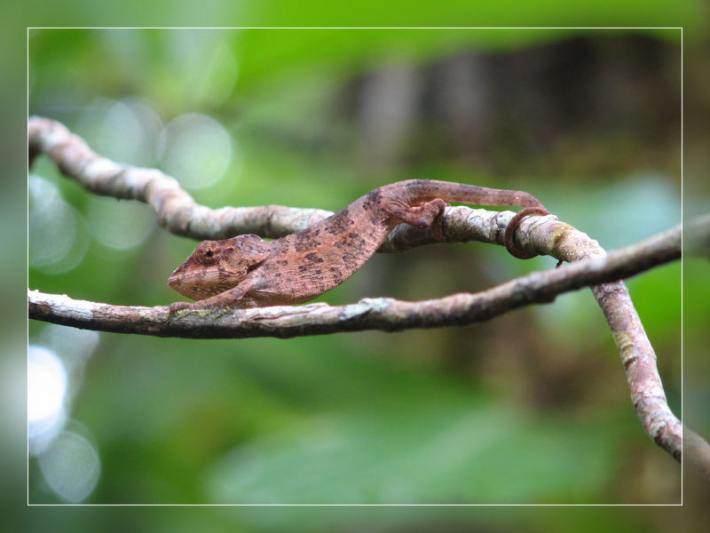 chameleon-jump