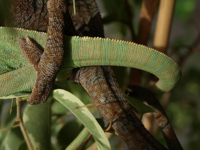 Chameleon Koitus