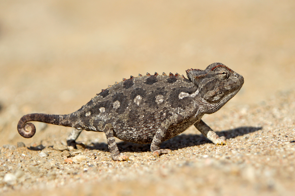 Chameleon Namaqua