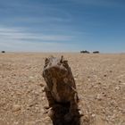 Chameleon, Namib Desert