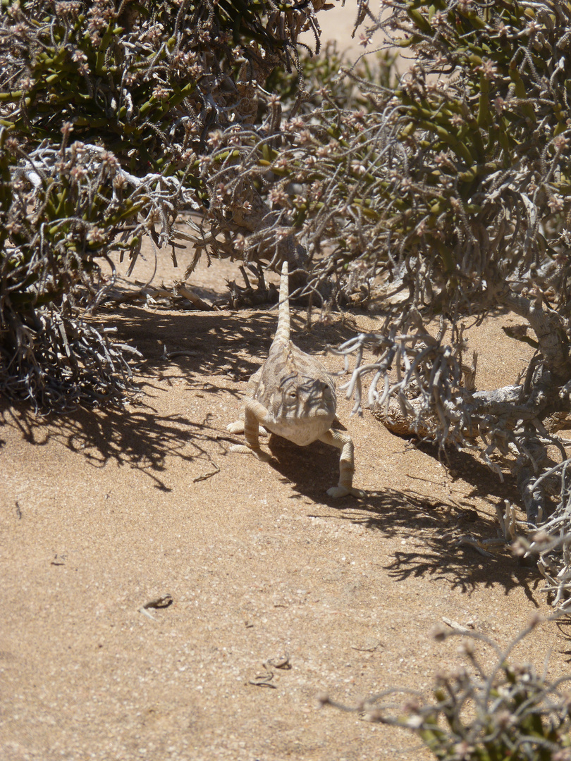 Chameleon, Namib Desert