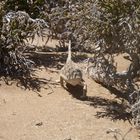 Chameleon, Namib Desert