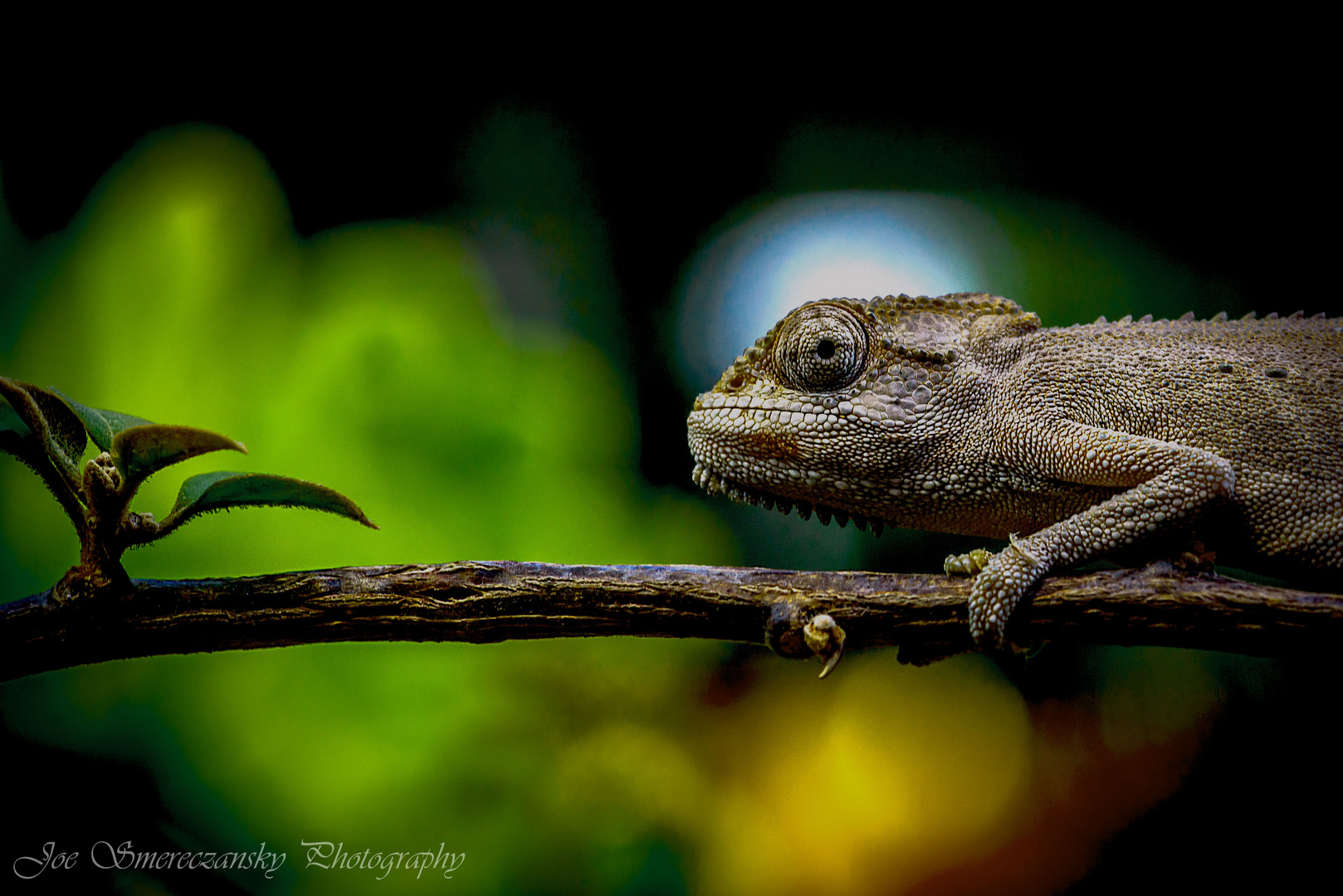 Chameleon passing by 