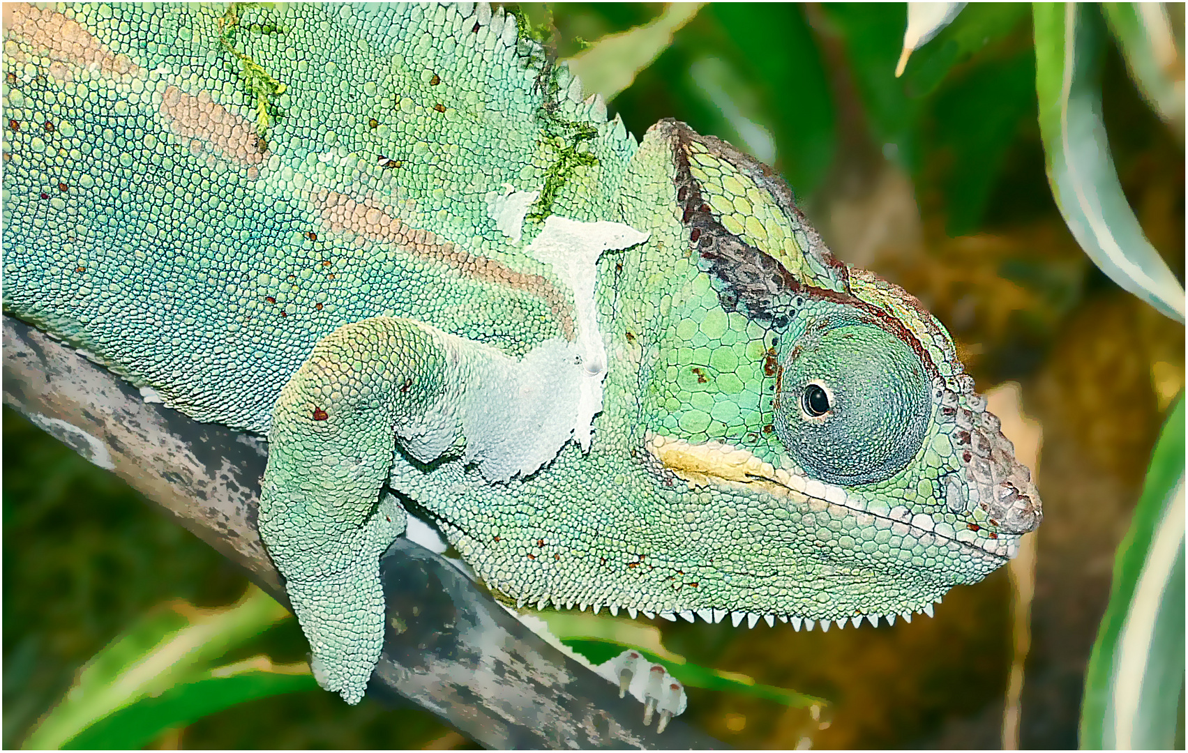 CHAMELEON PORTRAIT